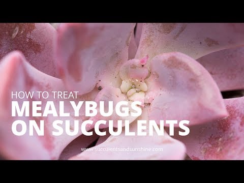 Treating Mealybugs on Succulents
