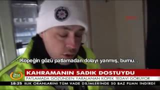 Kahraman polis Fethi Sekin'in patlamada yaralanan köpeği zeytin sahibinin gelmesini bekliyor...