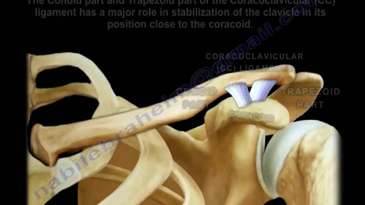 coracoid process of scapula