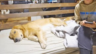 かまちょアピールが最近雑になりつつある愛犬