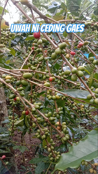 Kopi Arabika Gayo, Tunas Air O.K. Juga #shorts #kopiarabika #buah #arabikagayo