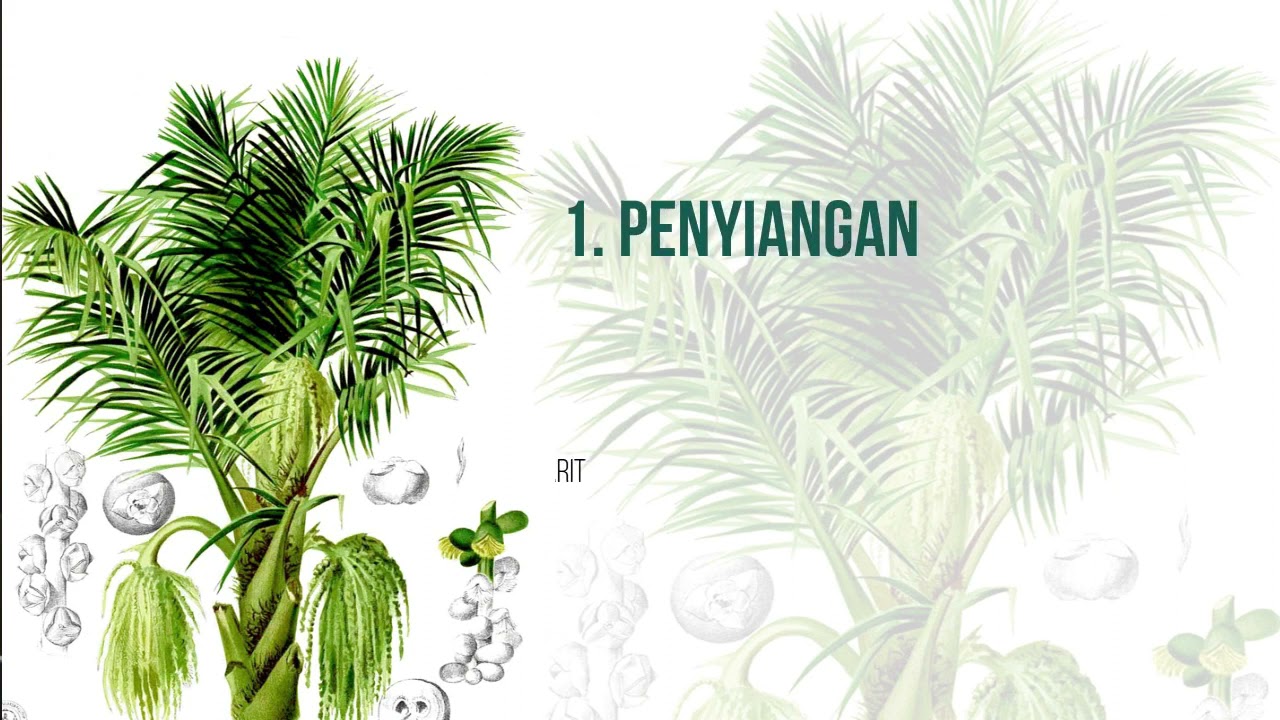 Penanaman dan Pemeliharaan Aren