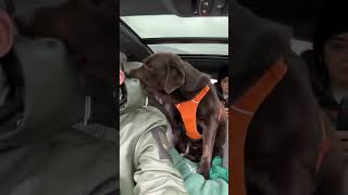 Dog’s Tug of War with Owner’s Hood during a Ride