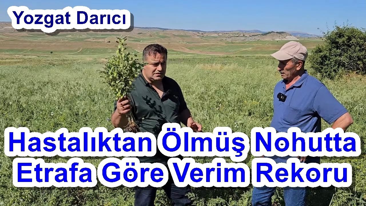 Nohutta Yapraktan Gübreleme - Nohut için Yaprak Gübresi - Yozgat