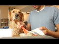 Ollie Dog Food Review (We Tried It)
