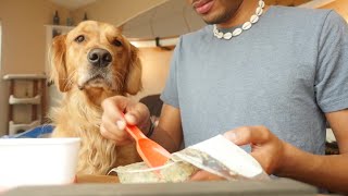 Ollie Dog Food Review We Tried It