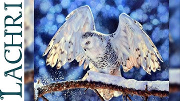 snowy owl in colored pencil - photorealistic  Time Lapse Demo by Lachri featuring Adam Hoek