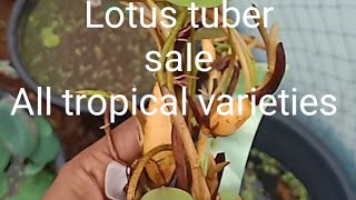 : Lotus tuber sale #lotus #flower #gardening #plants #nature #shortvideo #shorts