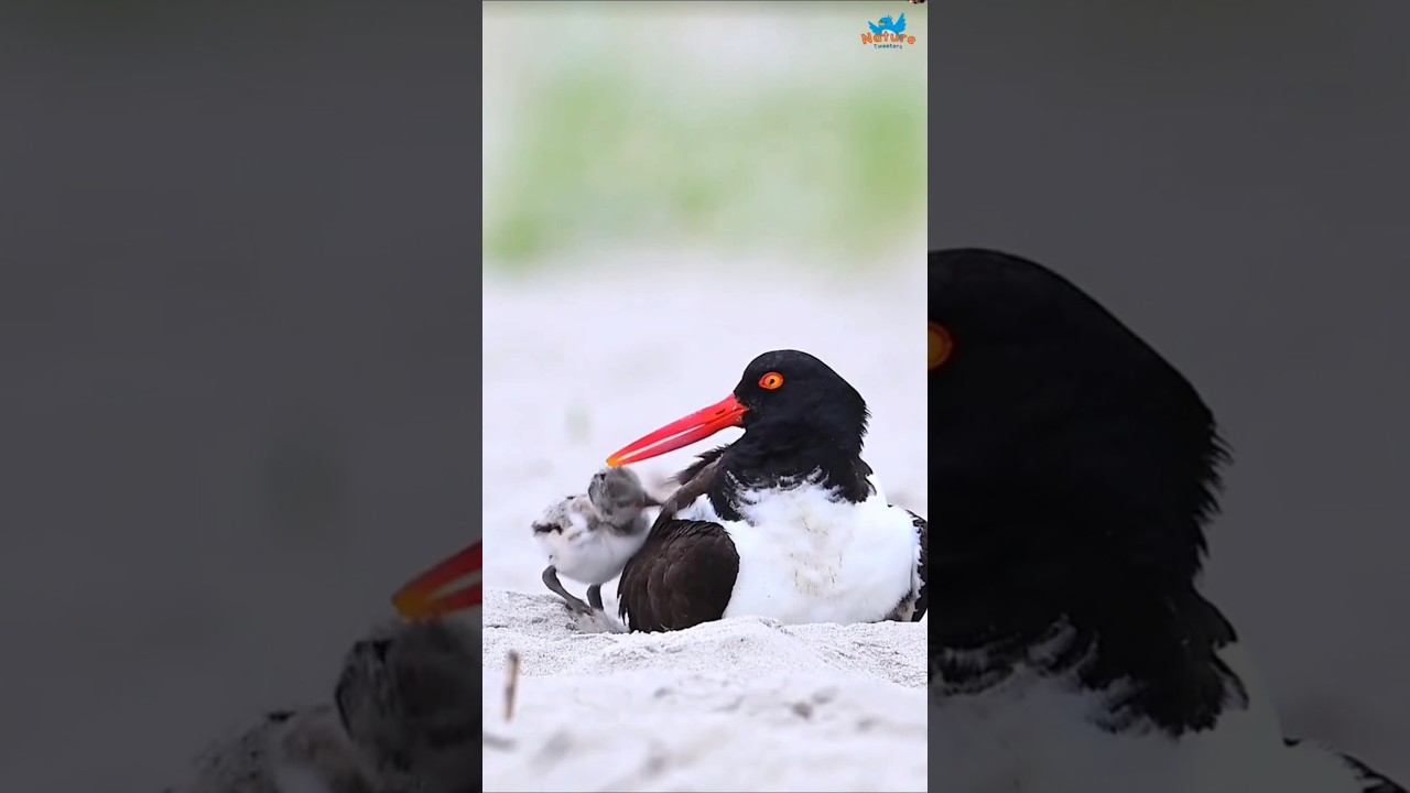 Shoreline Families – Oystercatchers & Plovers Raising Chicks by the Sea 