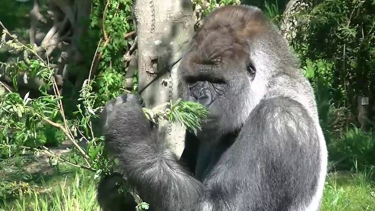 Wat eten de gorilla's in Diergaarde Blijdorp Rotterdam? - YouTube