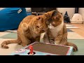 もぐらソフト叩き