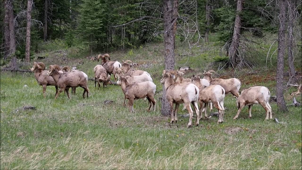 Hitchhiking across Canada Mai 2016 YouTube