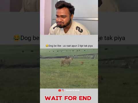 Kuta q bola🤣#funnyanimals #hindifunnyanimals #animalshorts #petshorts #desipet