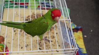 handicapped bird supplies