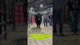 Whole Flock Shorn In One Marathon Session