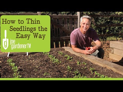 How to Thin Seedlings the Easy Way