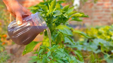 The Strongest organic fertilizer for tomatoes, peppers and cucumbers! Just 1 ingredient