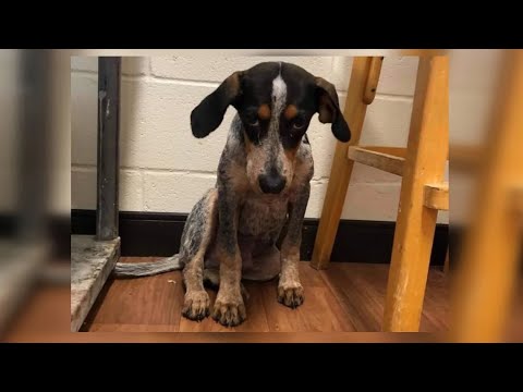 Video: Vad händer under en husdjurs eutanasiutnämning