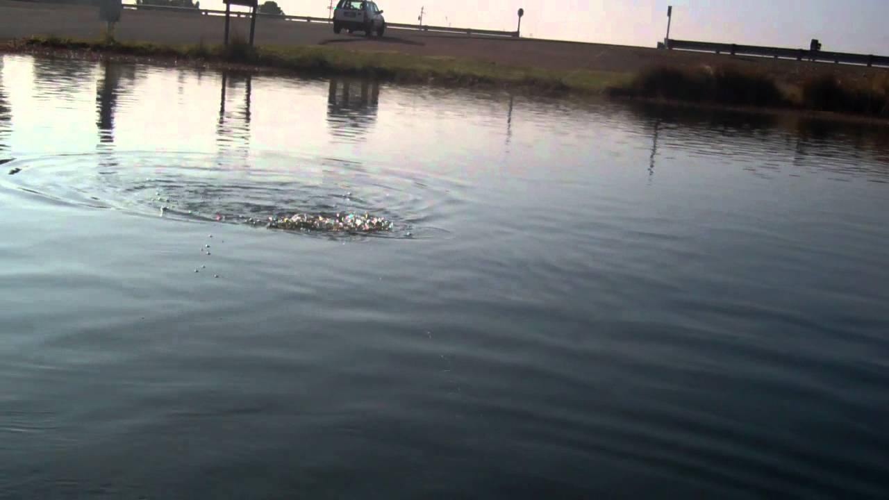 Still water fly fishing YouTube