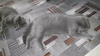 Палочки МАТАТАБИ от стресса! Котики их обожают! Matatabi Sticks! by Cats Lika and Tom 86 views 2 months ago 3 minutes, 39 seconds
