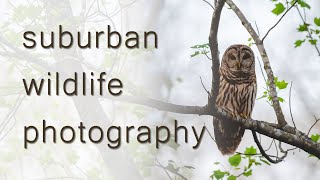 Suburban Wildlife Photography