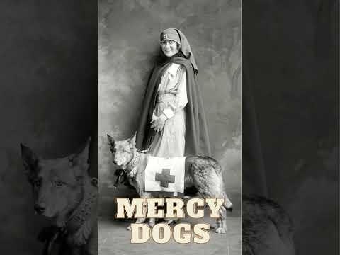 Mercy Dogs #shorts #viral