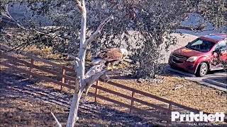 R23-3 stole M's tail from nest, lost it on Church Snag ~ ©SW Florida Eagle Cam Fdn