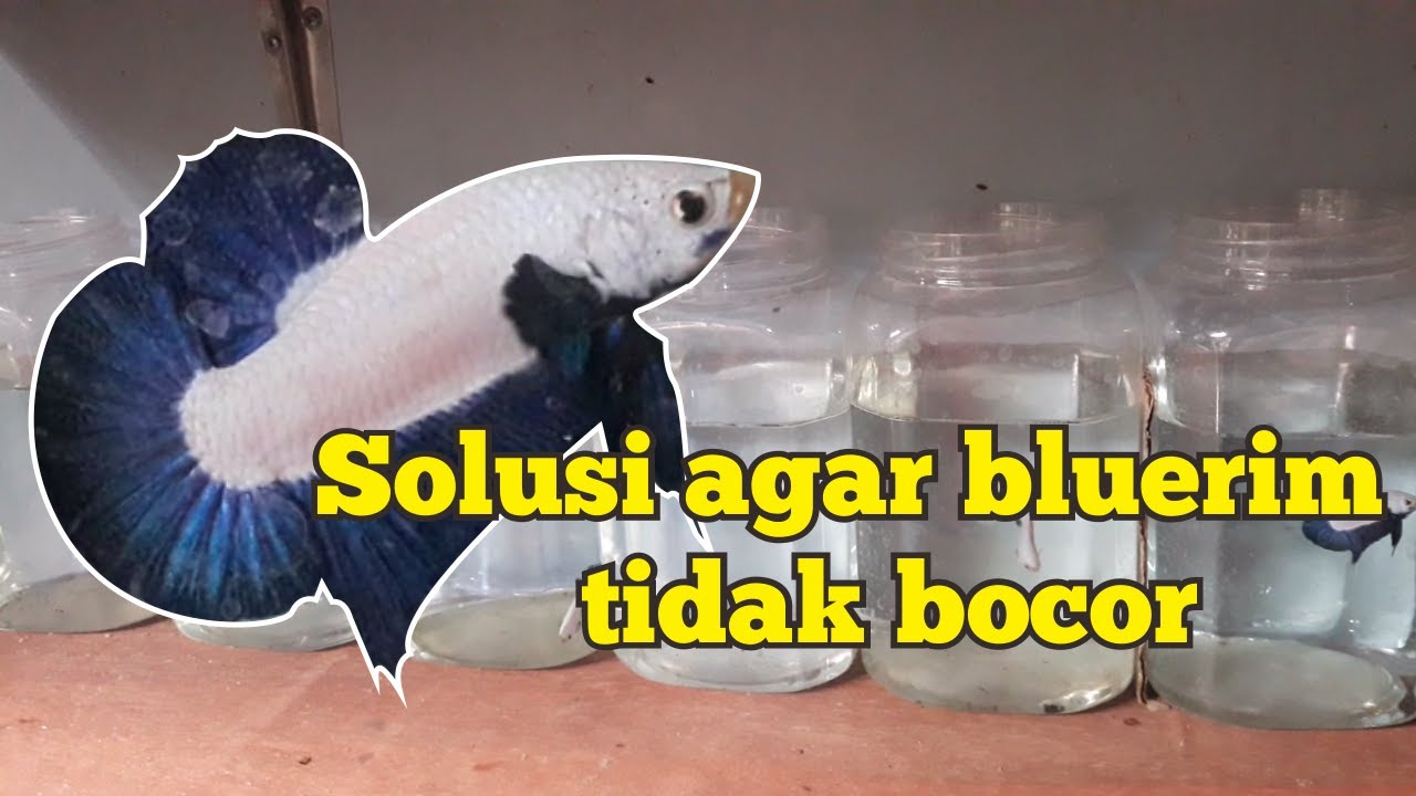Cara Mencegah Kebocoran Warna Cupang Bluerim