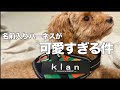 【保護犬と暮らす】名前入りハーネスが届きました【トイプードルのクラン】   4K
