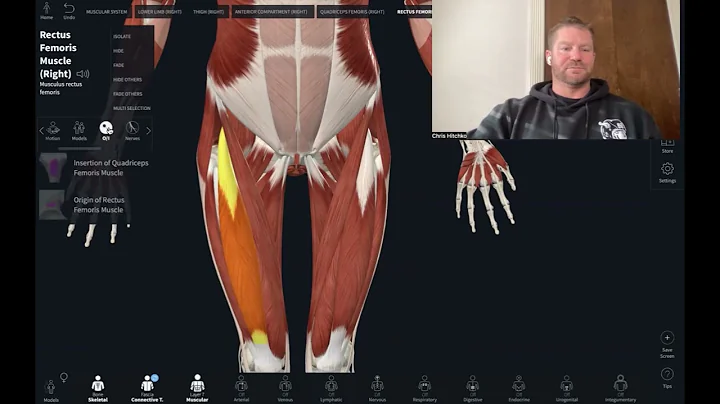 Rectus Femoris Actions origin and insertion