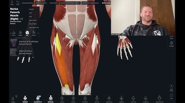 Rectus Femoris Actions origin and insertion
