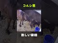 コルシ君 激しい寝相を見せる