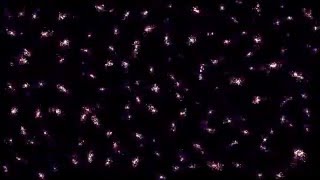 AAE Project - Early Universe Simulation