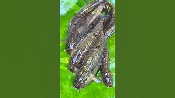 Cá Lớn - dùng Sâu Tre câu Cá Bống dễ dàng 😱 #khacthuyvlogg