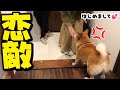 大好きな兄たんの彼女と初対面!恋のライバルが現れた柴犬ちくわの反応は…!?
