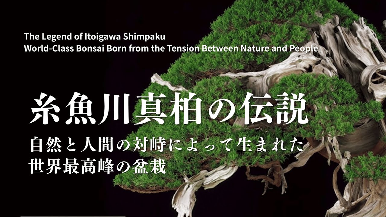 The Legend of Itoigawa Shimpaku | World-Class Bonsai Born from the