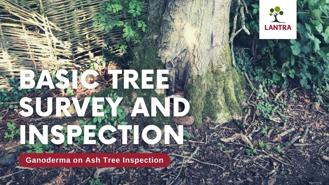 Basic Tree Survey and Inspection - 5. Ganoderma on Ash Tree Inspection ...