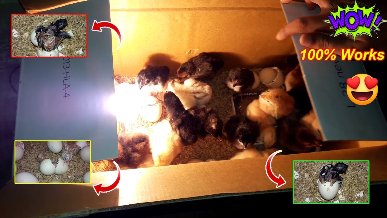 BEST CARDBOARD BOX INCUBATOR FOR CHICKEN EGGS DIY HOMEMADE INCUBATOR