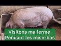 Visite guide de ma ferme pendant les misesbas des truies