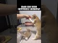 악착같은 가스나 #고양이 #각종유머 #고양이영상 #고양이일상