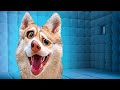 ПРИТВОРЯЮСЬ ПСИХОМ 24 ЧАСА!! (Хаски Бублик) Говорящая собака Mister Booble
