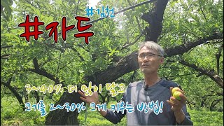 #자두 3~40% 더 많이 달고 과 크기를 2~30% 크게 키우는 방법! 나무가 건강해야 좋은 과일이 옵니다. #오복이농법 #오복이 #유황규산오복이 #코시팜스 #오복이자두