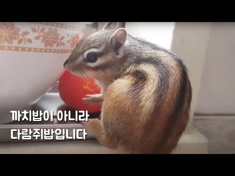 까치밥이 아니라 다람쥐밥입니다