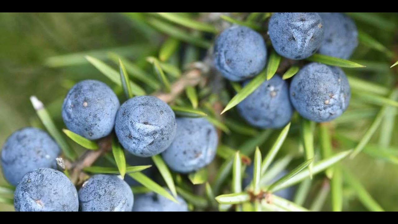 فوائد العرعار والعلاج لجميع الأمراض ومنها غازات الأمعاء وإنتفاخات البطن