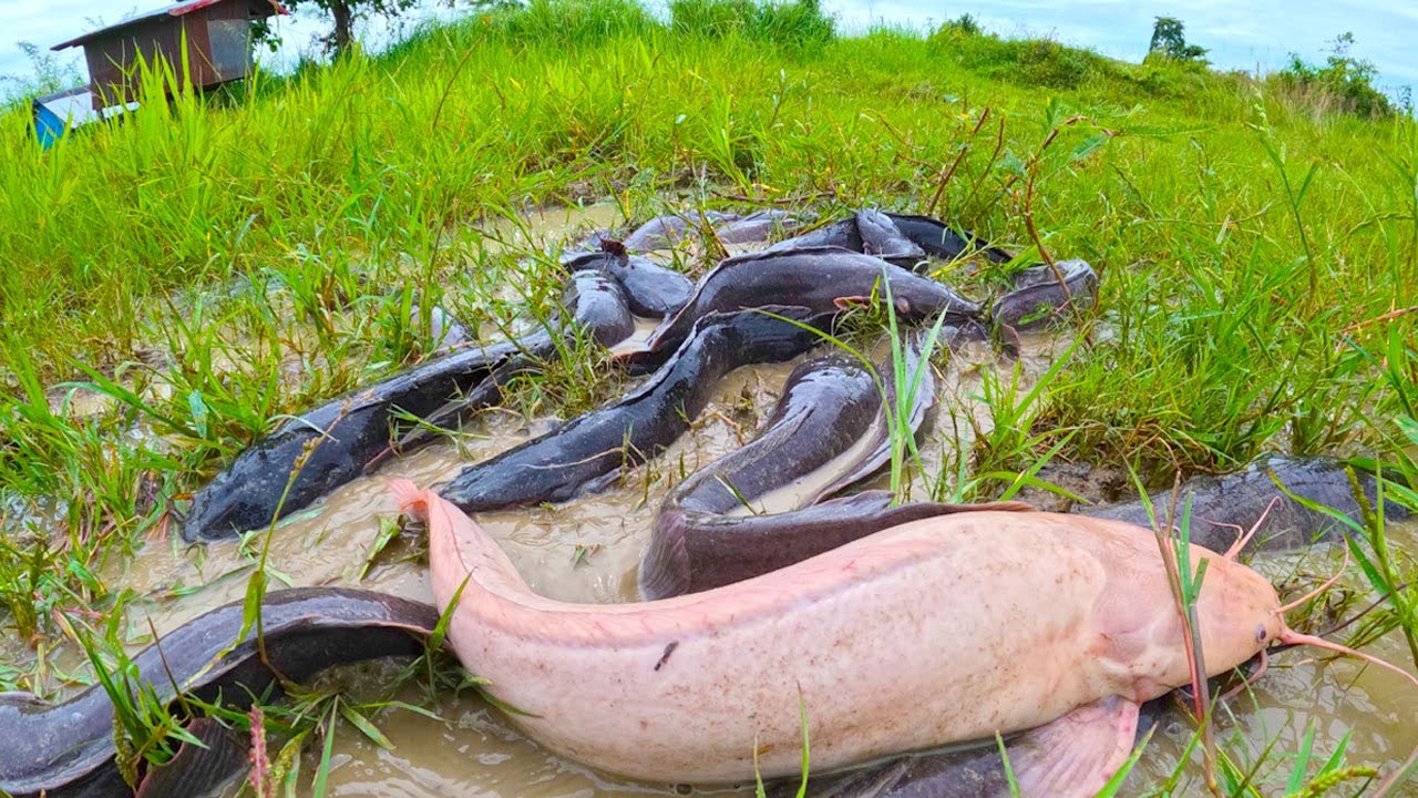 amazing fishing - catching a lot of fish under grass after rain at field by best hand skill