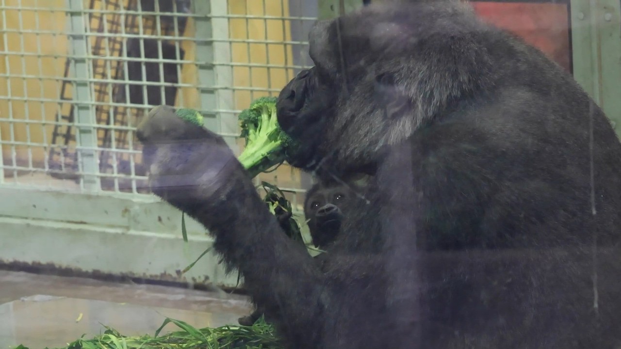 牧草よりブロッコリーが欲しい赤ちゃんゴリラ｜京都市動物園｜撮影日2026.2.27｜【きょうのゴリラ】