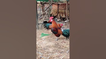Asian wild chicken Asian wild chicken farms #redjunglefowlamerica #redjunglefowlcrowing