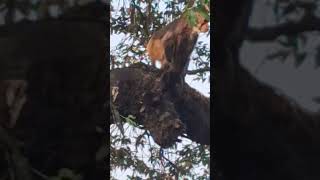 The monkey is resting while sitting on the tree." #monkeysr #monkeylife #snowmonkey #drunkenmonkey