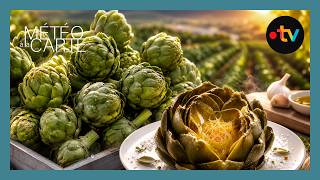 Pourquoi Il Faut Absolument Cultiver Ce Légume ? Reportage Météo À La Carte