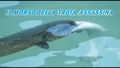 Cosa significa sognare di essere morsi da un pesce?